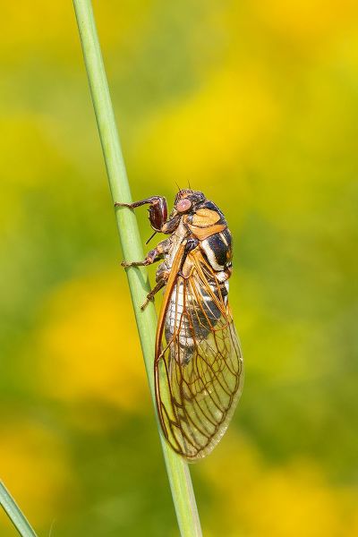 Day, Richard and Susan 아티스트의 Prairie Cicada-Megatibicen dorsatus-Marion County-Illinois작품입니다.